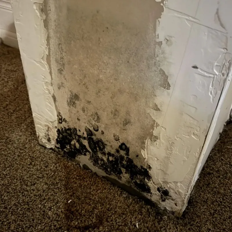 Professional Mold Removal in Rochester, MA